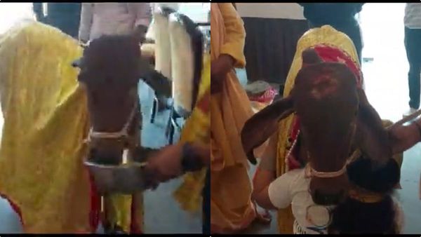 ലഖ്‌നൗവിലെ ഓര്‍ഗാനിക് റെസ്‌റ്റോറന്റ് ഉദ്ഘാടനം ചെയ്യാനെത്തിയത് പശു; വീഡിയോ വൈറല്‍