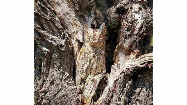 ഈ ചിത്രത്തില്‍ ഒരു വില്ലനുണ്ട്, ആരും കാണാതെ മറഞ്ഞിരിക്കുകയാണ്. വേഗം കണ്ടെത്തണം