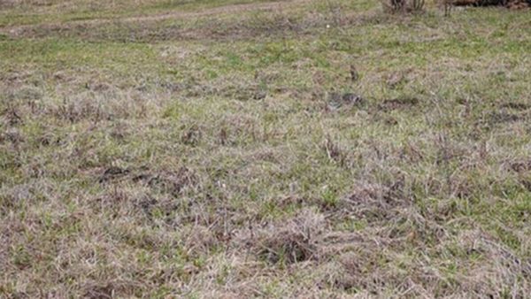 കണ്ണിന് എത്ര പവറുണ്ട്, എല്ലാം കണ്ടുപിടിക്കുമോ; ഇതാ ചലഞ്ച്, പൂച്ചയെ 10 സെക്കന്‍ഡില്‍ കണ്ടെത്തൂ