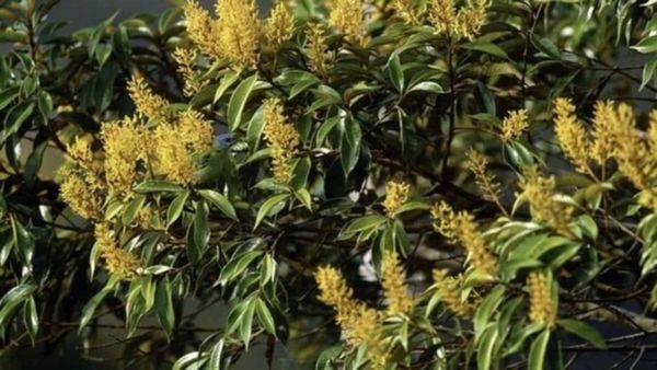 ഇങ്ങനെ തിരഞ്ഞാല്‍ കണ്ടെത്താനാവില്ല, അതാ ആ പക്ഷി ഇരിക്കുന്നു, സൂക്ഷിച്ച് നോക്കണം