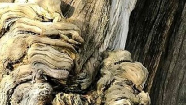 ഒറ്റനോട്ടത്തില്‍ ഇതൊരു മരം; അതിനുള്ളില്‍ ഒരു ഭൂലോക വിരുതനുണ്ട്; കഴിവുണ്ടെങ്കില്‍ കണ്ടെത്താന്‍ നോക്കൂ