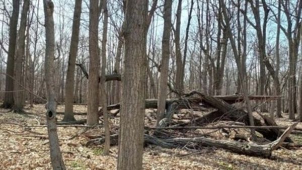 അതാ ഒരു സുന്ദരി പൂച്ചക്കുട്ടി, ഈ ചലഞ്ച് വിജയിക്കാന്‍ കുറച്ച് കഷ്ടപ്പെടും, 7 സെക്കന്‍ഡില്‍ കണ്ടെത്തണം