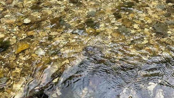 ഇതാ ഒരു ചലഞ്ച്: കൊടുംവിഷമുള്ള പാമ്പ് തൊട്ടുമുന്നിലെ വെള്ളത്തിലുണ്ട്; കണ്ടെത്താമോ?