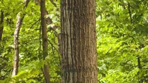 കണ്ണിന് പവറുണ്ടെങ്കില്‍ ഇവിടെ കമോണ്‍; ഒരു പാമ്പിനെ പിടിച്ചാലോ? ദാ അവിടെ ഒളിഞ്ഞിരിപ്പുണ്ട്