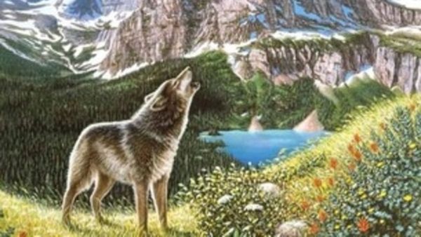 ഒന്ന് ഉഷാറായിക്കോളൂ, ഇതാ ഒരു കിടിലന്‍ ചലഞ്ച്; ആരും കാണാതെ ഇരിക്കുന്ന ചെന്നായയെ വേഗം കണ്ടെത്തൂ