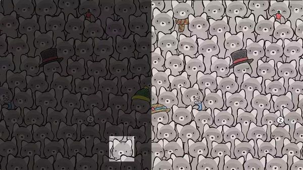 എന്ത് വന്നാലും കണ്ടെത്തില്ല, മെഗാ ചലഞ്ച്; കള്ളിപൂച്ച ഒളിഞ്ഞിരിക്കുകയാണ്, 15 സെക്കന്‍ഡില്‍ കണ്ടെത്തണം