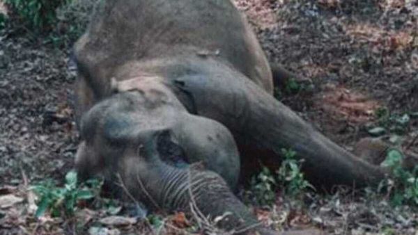 ആറളം ഫാമില്‍ വീണ്ടും പിടിയാന ചെരിഞ്ഞു, ഒരുമാസത്തിനിടെ ചെരിഞ്ഞത് രണ്ടാമത്തെ കാട്ടാന