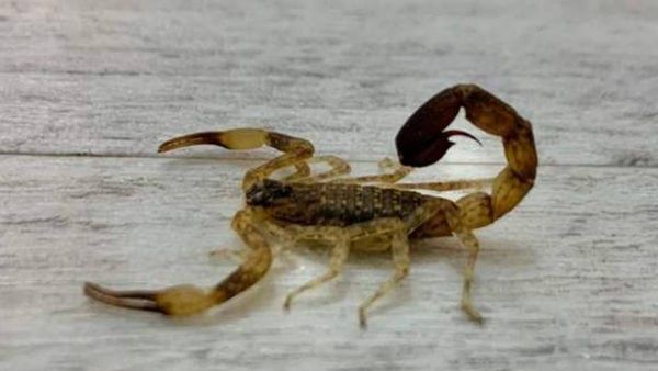 ഈ തേളിന്റെ വിഷത്തിന് വില കോടികൾ, ഒരു തുള്ളിക്ക് പതിനായിരത്തിന് മേലെ; ചില്ലറക്കാരനല്ല!!