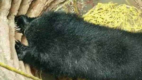 വെള്ളനാട് കിണറ്റിൽ വീണ് ചത്ത കരടിയുടെ പോസ്റ്റ്മോർട്ടം റിപ്പോർട്ട് പുറത്ത്; മരണ കാരണം ഇങ്ങനെ