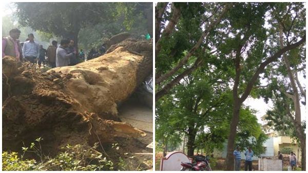 അയല്‍വാസിയുടെ മരം നിങ്ങള്‍ക്ക് ശല്യമായോ? എന്താണ് ചെയ്യേണ്ടത്... നിയമ നടപടികള്‍ ഇങ്ങനെ