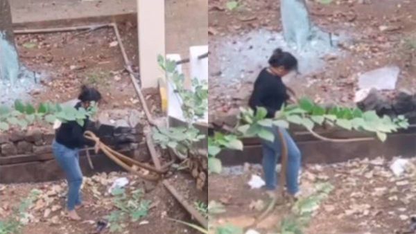  'പേടിയോ..എന്താണത്'; രണ്ട് പാമ്പുകളെ വെറുംകയ്യോടെ പിടികൂടി യുവതി, ഞെട്ടിത്തരിച്ച് സോഷ്യല്‍ മീഡിയ