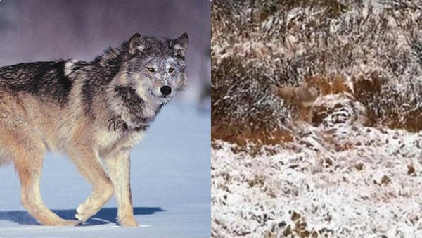 കണ്ണ് രണ്ടും തുറന്ന് നോക്കൂ. ഒരു ചെന്നായയെ എവിടെങ്കിലും കാണുന്നുണ്ടോ: 6 സെക്കന്‍ഡില്‍ കണ്ടെത്തണം