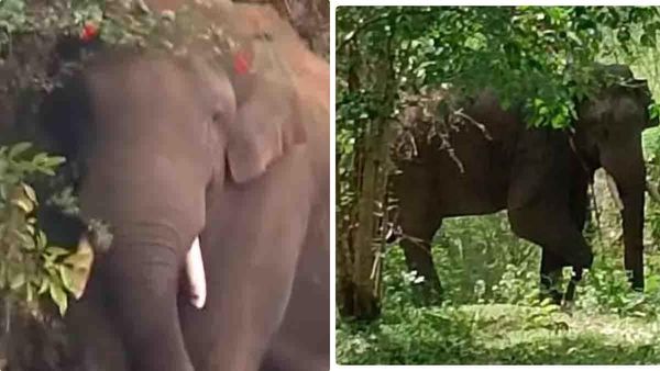 അരിക്കൊമ്പന്‍ വനാതിര്‍ത്തി മേഖലയിലേക്ക്; കമ്പം വിട്ടു, സഞ്ചാരം നിരീക്ഷിച്ച് തമിഴ്‌നാട്