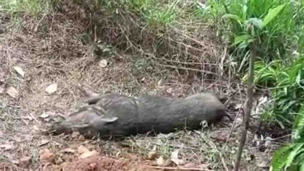 കാട്ടുപന്നിയുടെ ആക്രമണം: പരിക്കറ്റ കര്‍ഷകനെ കോഴിക്കോട് മെഡിക്കല്‍ കോളേജിലേക്ക് മാറ്റി