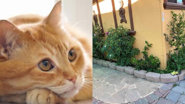 ഇതാ നിങ്ങള്‍ക്കുള്ള ചലഞ്ച്, എവിടെയോ ഒരു പൂച്ച ഒളിഞ്ഞിരിപ്പുണ്ട്; 10 സെക്കന്‍ഡില്‍ കണ്ടെത്തണം