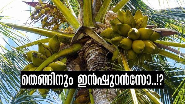 വെറും മൂന്നര രൂപക്ക് തെങ്ങുകള്‍ക്ക് ലഭിക്കും ഇന്‍ഷുറന്‍സ്; പദ്ധതിയില്‍ അംഗമാകുന്നതെങ്ങനെ?