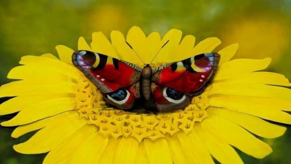 എന്റമ്മോ കളിച്ചവരൊക്കെ തോറ്റു, ഇത് എന്ത് ചിത്രമാണ്, ഇതിലെ സുന്ദരിയെ കണ്ടുപിടിക്കാമോ?