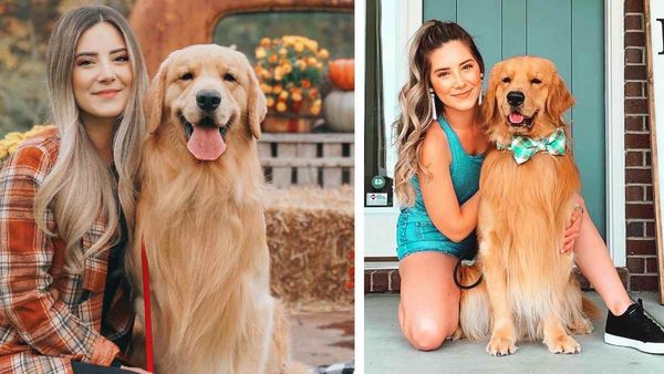 5 വയസ്സ് മാത്രമുള്ള ഗോള്‍ഡന്‍ റിട്രീവര്‍; ഈ നായ സമ്പാദിക്കുന്നത് വര്‍ഷം 8 കോടി, എങ്ങനെ എന്ന് അറിയാം