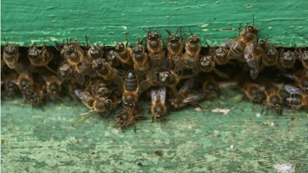 ആയിരം കൊലയാളി തേനിച്ചകൾ 250 തവണ കുത്തി; 60കാരനും വളർത്തുനായയ്ക്കും ​ഗുരുതര പരിക്ക്