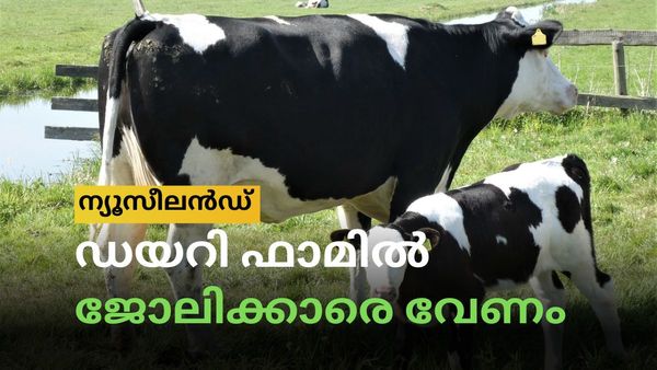 ന്യൂസീലൻഡിലേക്ക് ജോലി നേടി പറക്കണോ: അതും ഡിഗ്രികളില്ലാതെ, തൊഴില്‍ ഡയറി ഫാമില്‍
