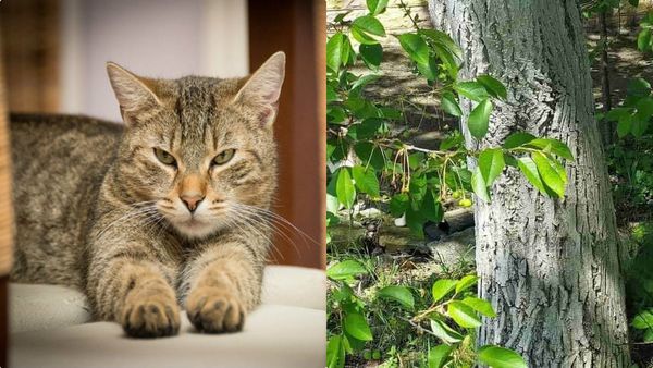 അതാ മുറ്റത്തൊരു പൂച്ച, കണ്ടുപിടിക്കുന്നത് വേഗമായിക്കോട്ടെ, ആളൊരു വിരുതന്‍; 9 സെക്കന്‍ഡ് തരാം