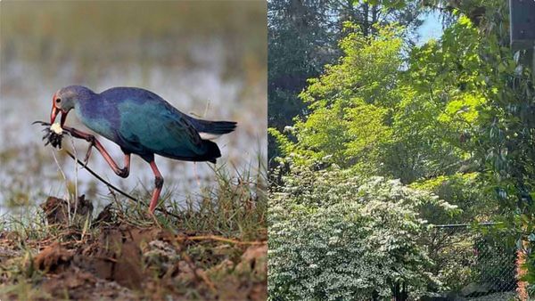 അതാ ഒരു മനോഹര പൂന്തോട്ടം, ഒരു പക്ഷി മറഞ്ഞിരിപ്പുണ്ട്; ജീനിയസാണെങ്കില്‍ കണ്ടെത്തൂ
