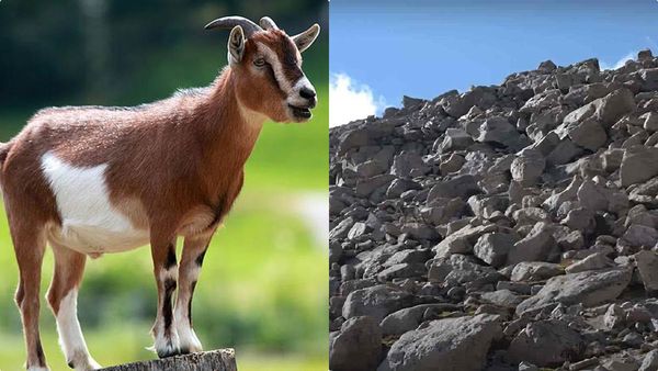 ഈ ചലഞ്ച് നിങ്ങളെ വട്ടംകറക്കും; കണ്ടെത്തേണ്ടത് ആടിനെ, കണ്ണുകള്‍ റെഡിയാക്കിക്കോളൂ!!