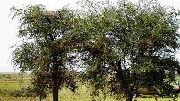 എന്റമ്മോ അതാ ഒരു പുലി, കുറ്റിക്കാടില്‍ ഒളിഞ്ഞിരിക്കുന്നു, രക്ഷപ്പെടും മുമ്പ് കണ്ടുപിടിക്കൂ