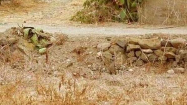 കാഞ്ഞ ബുദ്ധി നിങ്ങള്‍ക്കുണ്ടോ? ഏത് ചലഞ്ചും ജയിക്കുമോ; എങ്കില്‍ ഈ പൂച്ചയെ ഒന്ന് കണ്ടുപിടിക്ക്