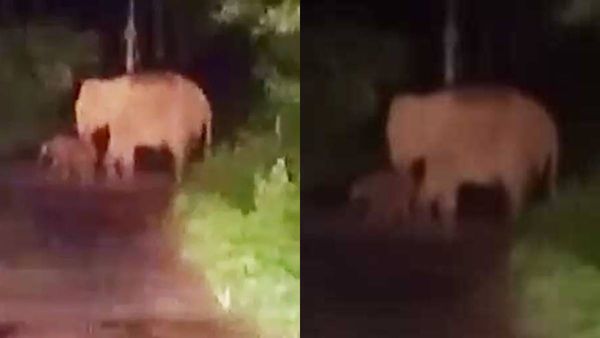 ആറളത്ത് നടുറോഡിൽ കാട്ടാനയ്ക്ക് സുഖപ്രസവം; സംരക്ഷണമൊരുക്കി ആനക്കൂട്ടം