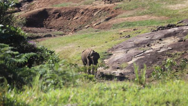 അരിക്കൊമ്പന് പ്രശ്‌നങ്ങളില്ല, തമിഴ്‌നാട്ടില്‍ തുടരും; കേരളത്തിലേക്ക് തിരികെയെത്തിക്കണമെന്ന ഹര്‍ജി തള്ളി