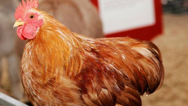 കോഴിയിറച്ചിക്ക് തൊട്ടാൽ പൊള്ളുന്ന വില; കടയടപ്പ് സമരത്തിനൊരുങ്ങി വ്യാപാരികൾ