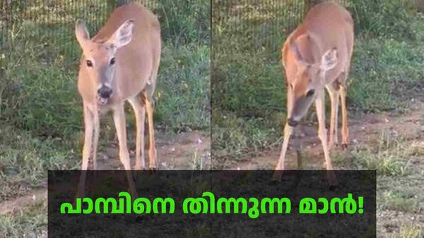  പാമ്പിനെ തിന്നുന്ന മാന്‍! സോഷ്യല്‍ മീഡിയയ്ക്ക് അത്ഭുതം; എന്താ വിശ്വാസം വരുന്നില്ലേ?