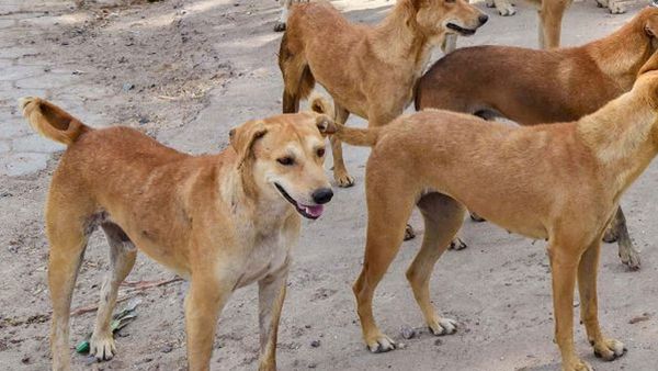 തെരുവ് നായ ആക്രമണം: പ്രതിഷേധം ശക്തമാക്കി പ്രതിപക്ഷം, ഒമ്പത് വയസുകാരി അപകടനില തരണം ചെയ്തു