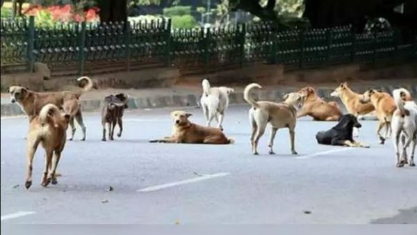 കണ്ണൂരില്‍ വീണ്ടും തെരുവുനായയുടെ ആക്രമണം; അഞ്ച് വയസുകാരി അത്ഭുതകരമായി രക്ഷപ്പെട്ടു