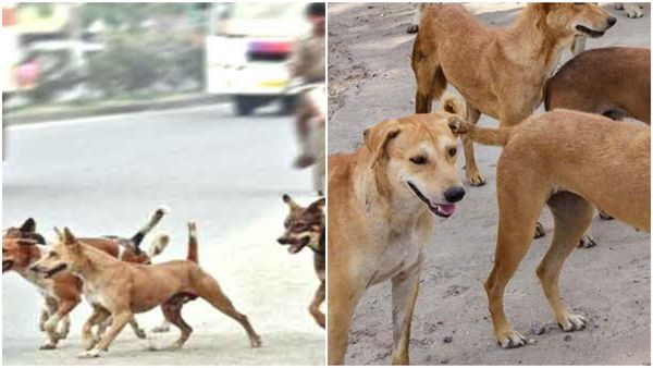 തെരുവുനായ്ക്കളെ വിഷംവെച്ചു കൊല്ലാൻ പഞ്ചായത്ത് അംഗത്തിന്റെ ആഹ്വാനം; വിവാദം