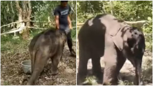 കുട്ടിയാനയെ കൊണ്ടുപോകാൻ അമ്മയാന ഇനിയും എത്തിയില്ല; പുനരധിവാസ കേന്ദ്രത്തിലേക്ക് മാറ്റിയേക്കും