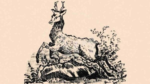 ആ നില്‍ക്കുന്നത് ഒരു മാനല്ലേ, അതോ മറ്റെന്തെങ്കിലും മൃഗമാണോ, കണ്ടുപിടിക്കൂ