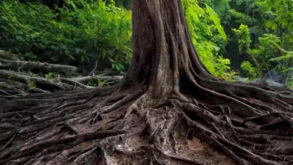 ഇതൊരു വടവൃക്ഷം മാത്രമാണോ? മറ്റെന്തെങ്കിലും ഇതിലുണ്ടോ? കണ്ടുപിടിക്കൂ