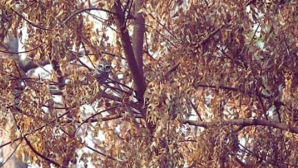 മരക്കൊമ്പില്‍ ഇരിക്കുന്നുണ്ട് ആ വിരുതന്‍, നോക്കിയാലും കാണില്ല, പക്ഷേ കണ്ടെത്തണം, ഈ സമയത്തിനുള്ളില്‍