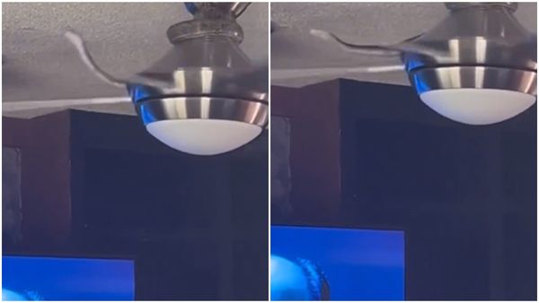 കറങ്ങുന്ന ഫാനിൽ ചുറ്റിക്കിടന്ന് പാമ്പ്;  നിലതെറ്റി നേരെ വീണത് വീഡിയോ എടുക്കുന്ന ആളുടെ ദേഹത്ത്