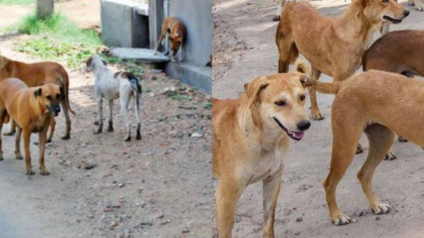 വീണ്ടും തെരുവുനായ ആക്രമണം; തൃശൂരില്‍ അമ്മയ്ക്കും മകള്‍ക്കും കടിയേറ്റു