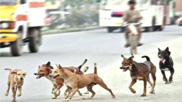 പുറത്ത് മാത്രമല്ല, അകത്തുകയറിയും ആക്രമണം; പത്തനംതിട്ടയിൽ തെരുവ് നായ ശല്യം അതിരൂക്ഷം