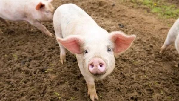 ഉദയഗിരിയില്‍ ആഫ്രിക്കന്‍ പന്നിപ്പനി, ദയാവധ നടപടികള്‍ തുടങ്ങി