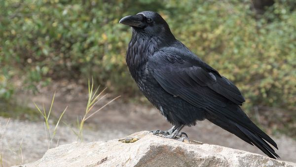 കാക്ക കരഞ്ഞാല്‍ വിരുന്നുകാര്‍ വരും, പക്ഷെ ഈ ദിശയില്‍ നിന്ന് കാക്ക കരഞ്ഞാല്‍ നിങ്ങള്‍ക്ക് ദോഷമുറപ്പ്