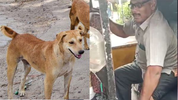 തളിപറമ്പ് നഗരത്തില്‍ തെരുവുനായ ആക്രമണം; എട്ടുപേര്‍ക്ക് കടിയറ്റു, ഒരാള്‍ ഗുരുതരാവസ്ഥയില്‍