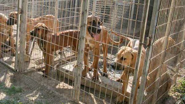 അത്താഴത്തിന് ലേശം പട്ടിയിറച്ചിയായാലോ..? ഈ രാജ്യങ്ങളില്‍ പോയാല്‍ മതി