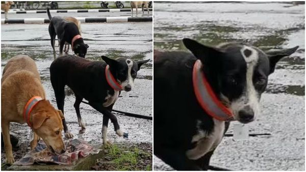 വിമാനത്താവളത്തിന് പുറത്തെ 20 നായകള്‍ക്ക് തിരിച്ചറിയല്‍കാര്‍ഡ്; സ്‌കാന്‍ ചെയ്താല്‍ വിവരങ്ങള്‍, സംഭവമിങ്ങനെ