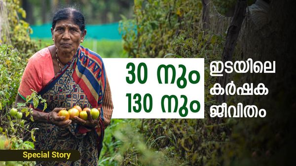 തക്കാളിക്ക് വിപണിയില്‍ 130 രൂപ; കർഷകന് ലഭിക്കുന്നത് എത്ര? 30 നും 130 നും ഇടയിലെ കർഷക ജീവിതം