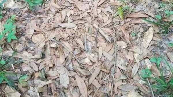 ഇവിടേക്ക് ഒന്ന് നോക്കൂ, ആ കാണുന്നത് ഒരു നിഗൂഢ വനമല്ലേ, അതോ വേറെന്തിലുമാണോ? കണ്ടെത്തൂ